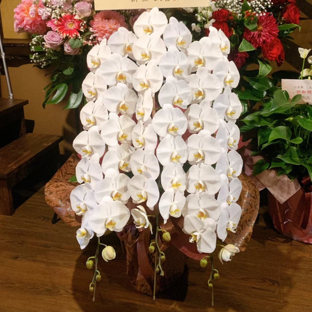 宮崎県産 白胡蝶蘭 多数の花 （特集】1月の白い花一覧 | か