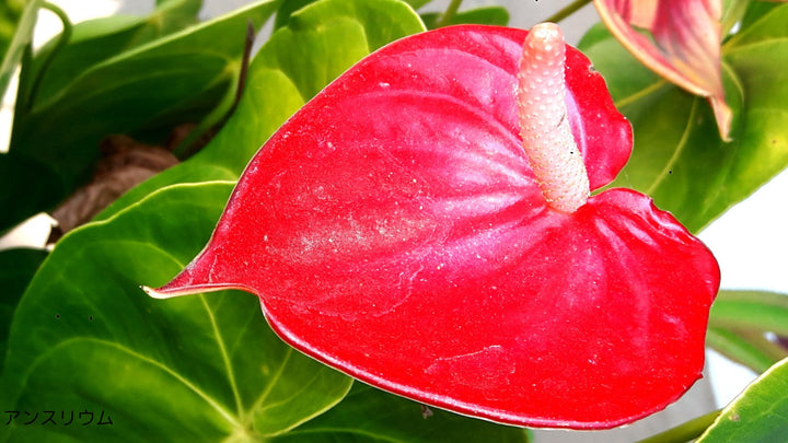 8月の誕生花「アンスリウム」について