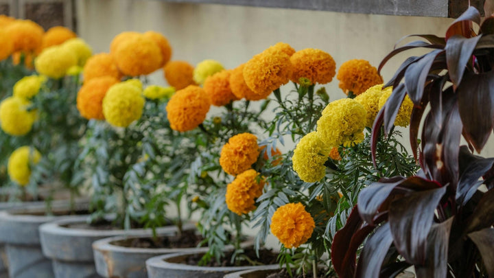 母の日の鉢植え選び
