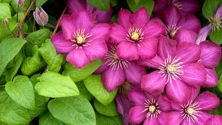 母の日にクレマチスという贈りもの