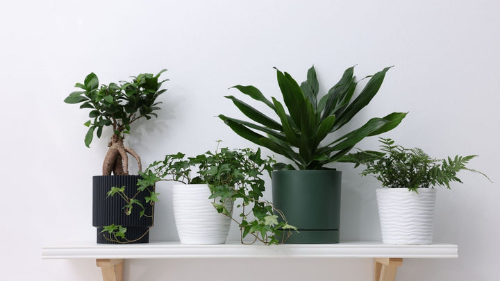 毎日に寄り添うグリーンギフト