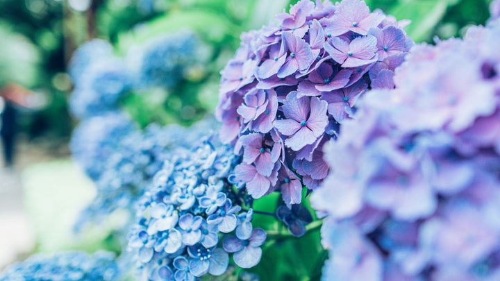 ６月といえば紫陽花!!来年も綺麗に咲かせるには