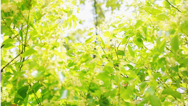 グリーンを使った爽やかな飾り方