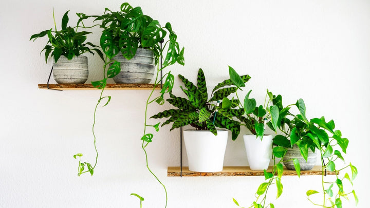 植物がもたらすリラックス効果は？？