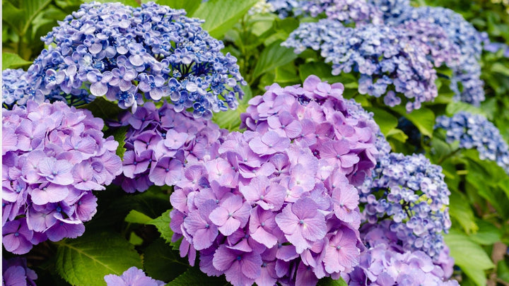 初夏の贈り物にオススメなお花
