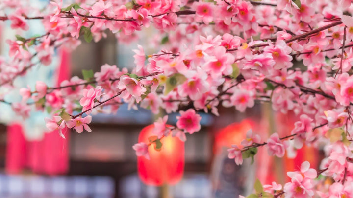 七夕の準備は何のお花にしますか?