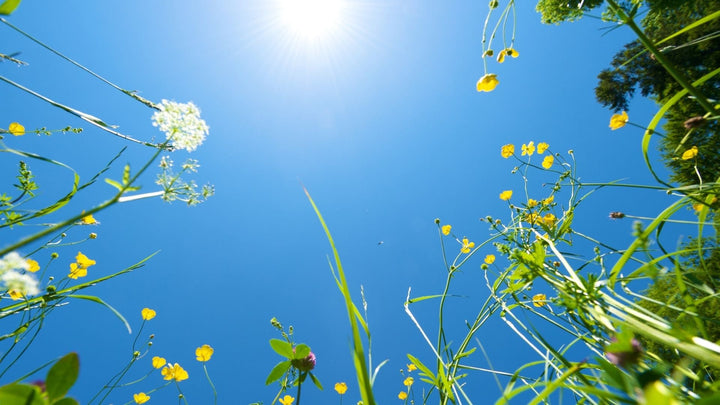 ７月の始まりはお花で季節を迎えましょう!