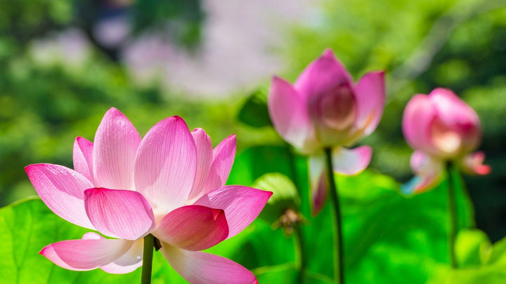 お盆に咲く心をつなぐ蓮の花