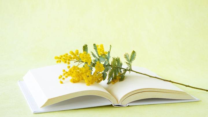 春の訪れ香り『ミモザについて』