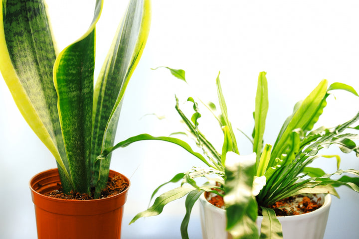 植物のある暮らしをはじめよう