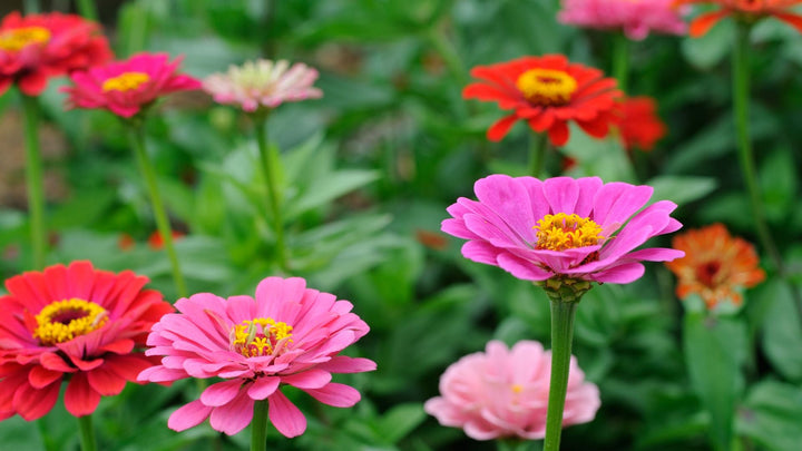 夏のお花【ジニア】百日草