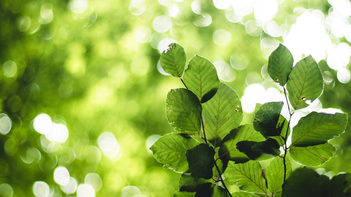 夏こそ植物を！　涼やかな暮らしを緑とともに