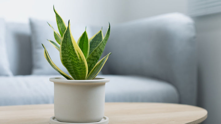 植物の寄せ植えの魅力とやり方