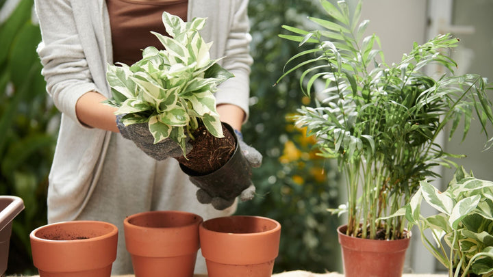 植物植え替え完全ガイド