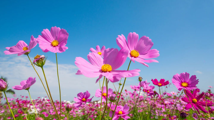 9月の花コスモスについて