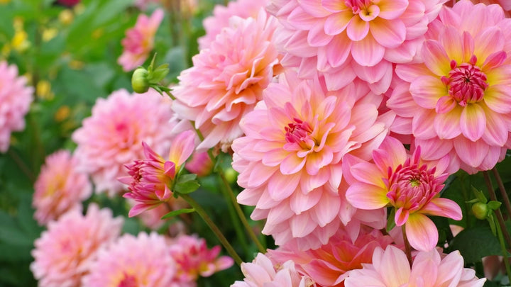 9月誕生花