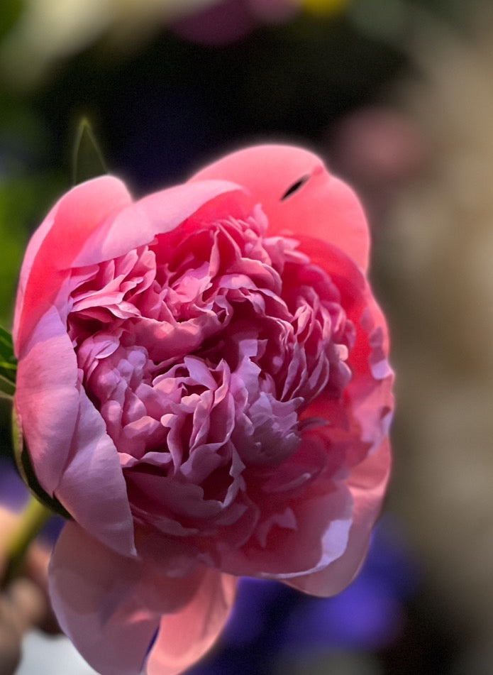 初夏のお花「シャクヤク」英名ピオニーをもっと知ろう