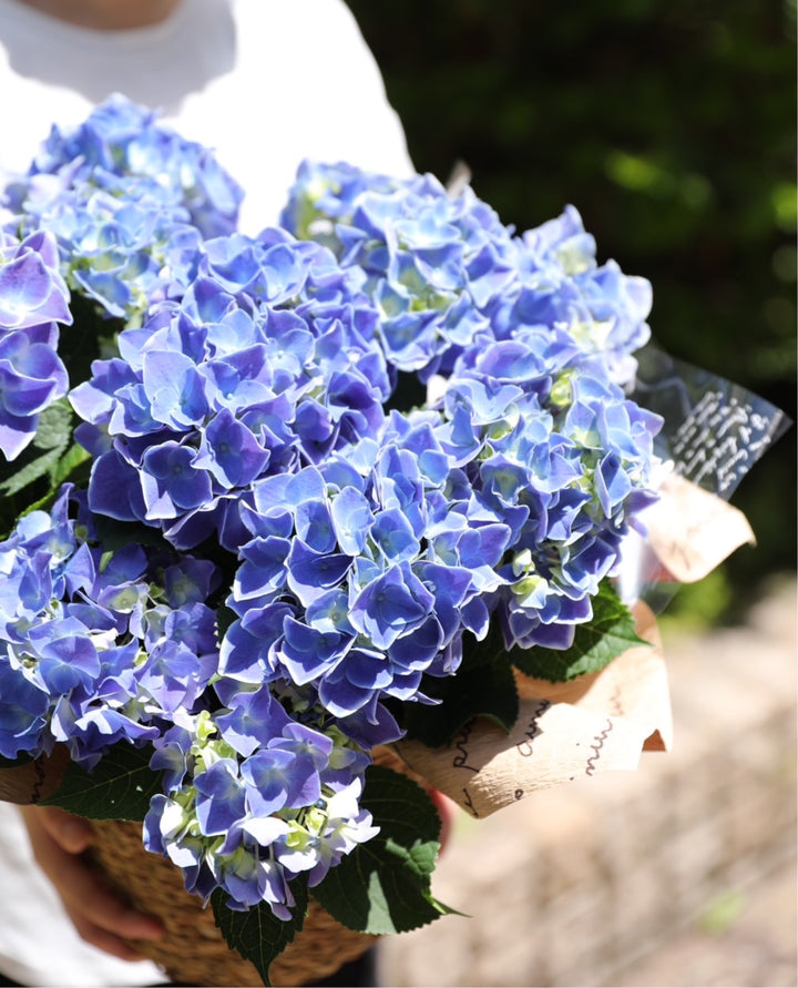 6月は不思議な紫陽花のおまじないの日