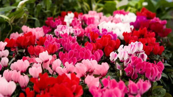 シクラメンの鉢上げ時期・仕方について