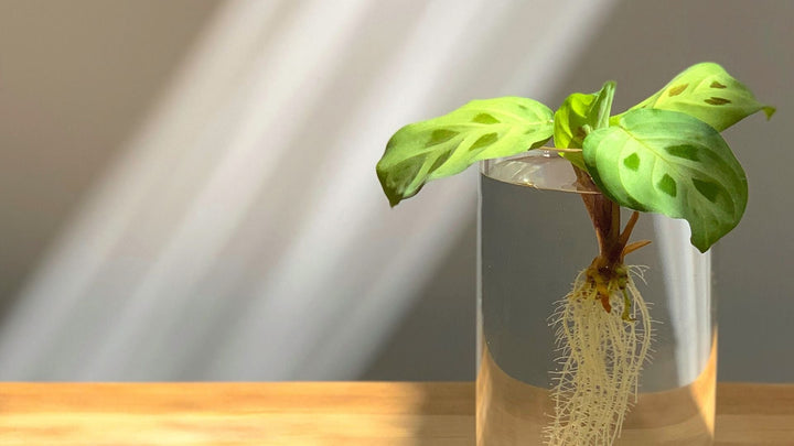 水耕栽培について