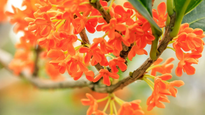 秋の香り 金木犀