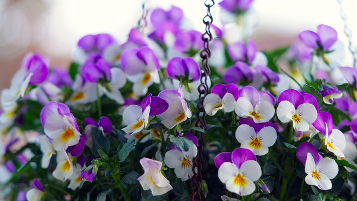 この時期オススメの鉢植えの花　パンジー・ビオラ