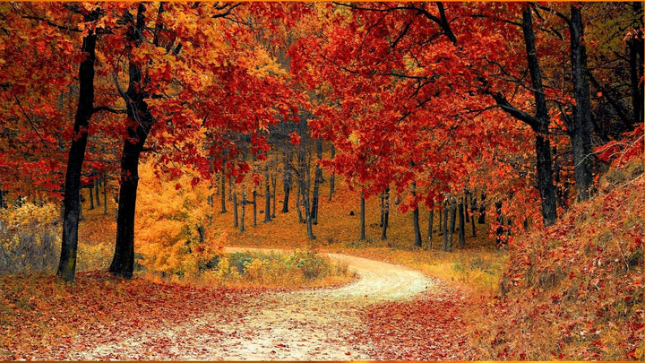 秋の彩り、紅葉の季節に寄せて