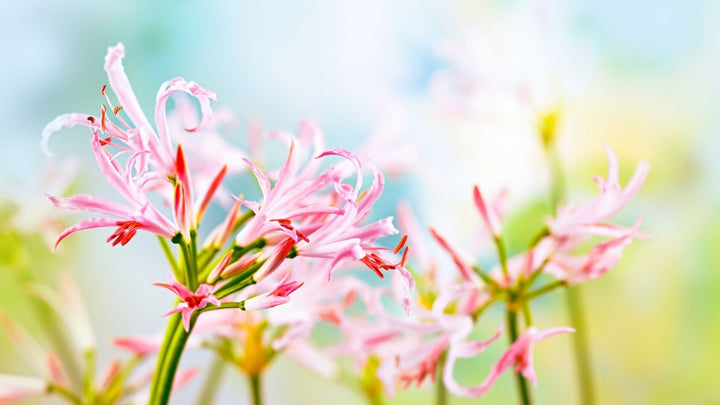 秋の花　ダイヤモンドリリー