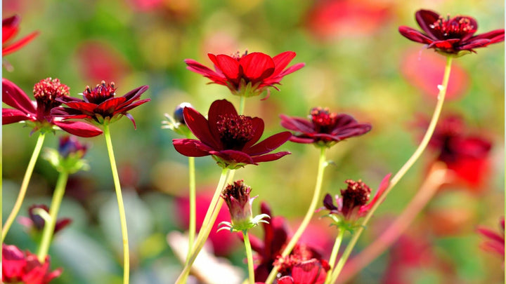 今日の誕生花は...チョコレートコスモス