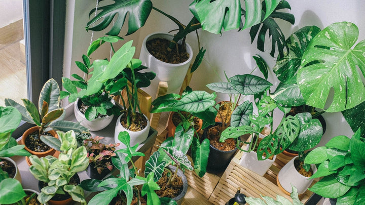 観葉植物にとって10月は大事な分岐点