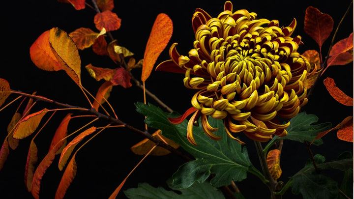 １１月に見頃を迎える花は？