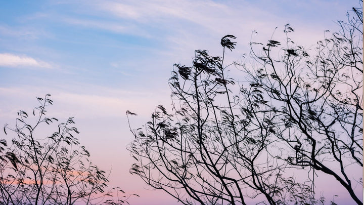 11月11日はポッキーの日であり「いい枝物の日」