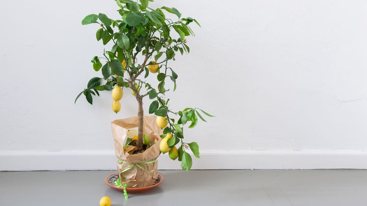 レモンの花がくれるメッセージ