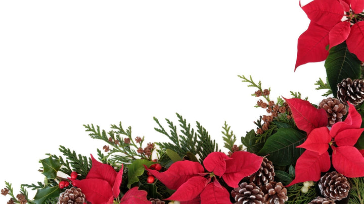 ポインセチア “冬に咲く緑の炎”