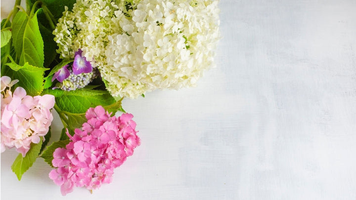 今がオススメ鉢植え 紫陽花