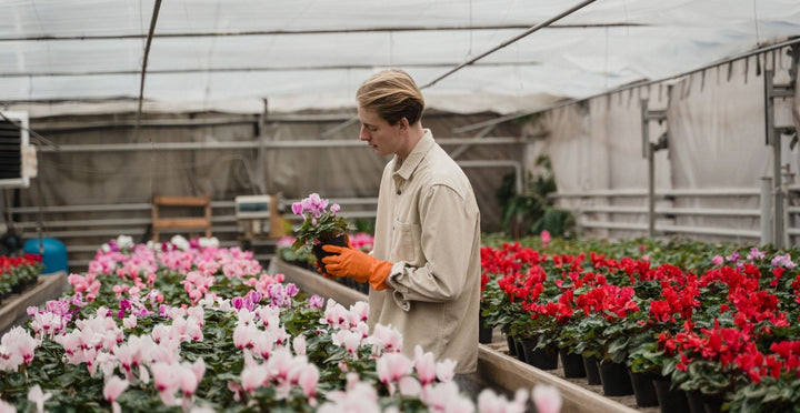 冬の花シクラメン!店長のオススメ、プレゼントにいかがですか?