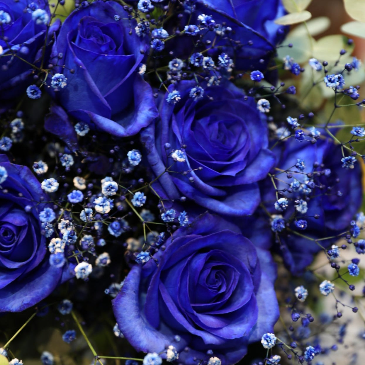 青薔薇の花束12本 『12の想いを込めたダズンローズ』 – Bambino