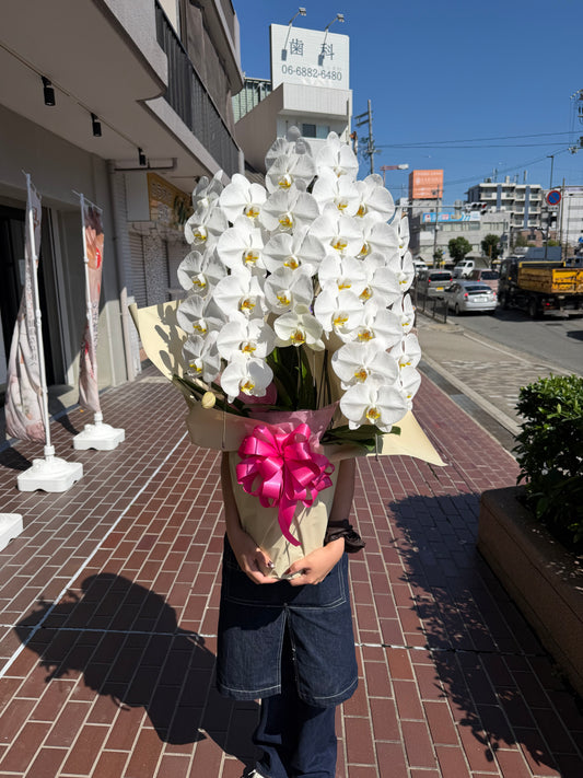 大輪胡蝶蘭(白)３本立ち 御祝や御供にもおすすめ