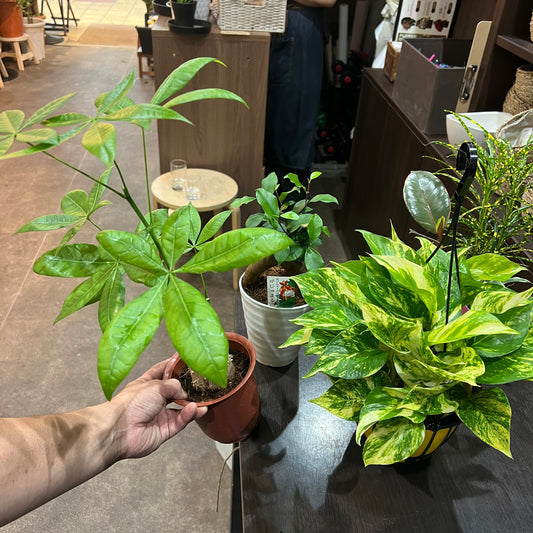 観葉植物　詰め合わせ6種　Cセット