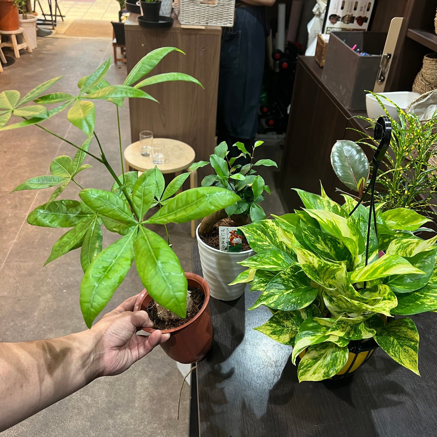 観葉植物　詰め合わせ6種　Dセット