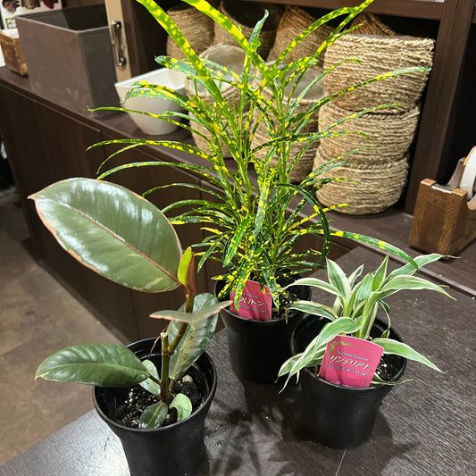 観葉植物　詰め合わせ6種　Dセット