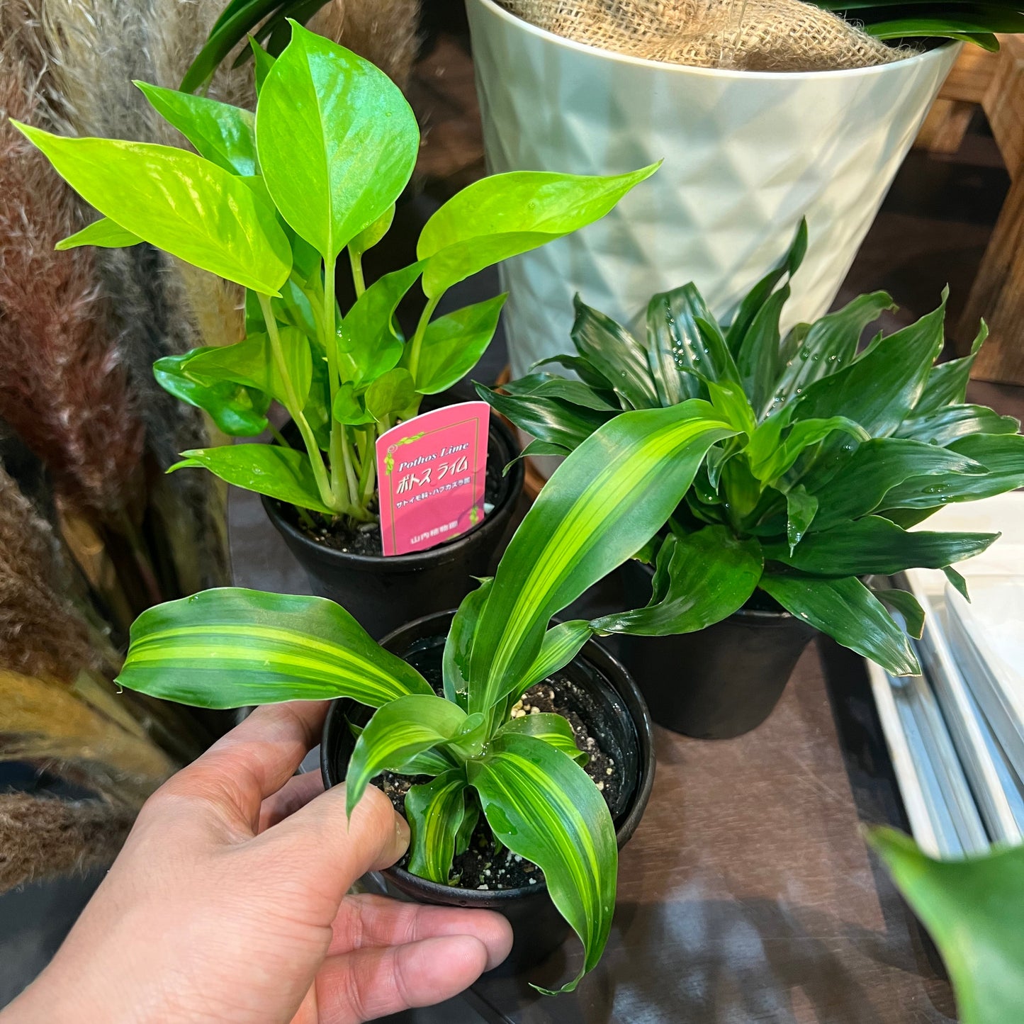 観葉植物　詰め合わせ6種　Cセット