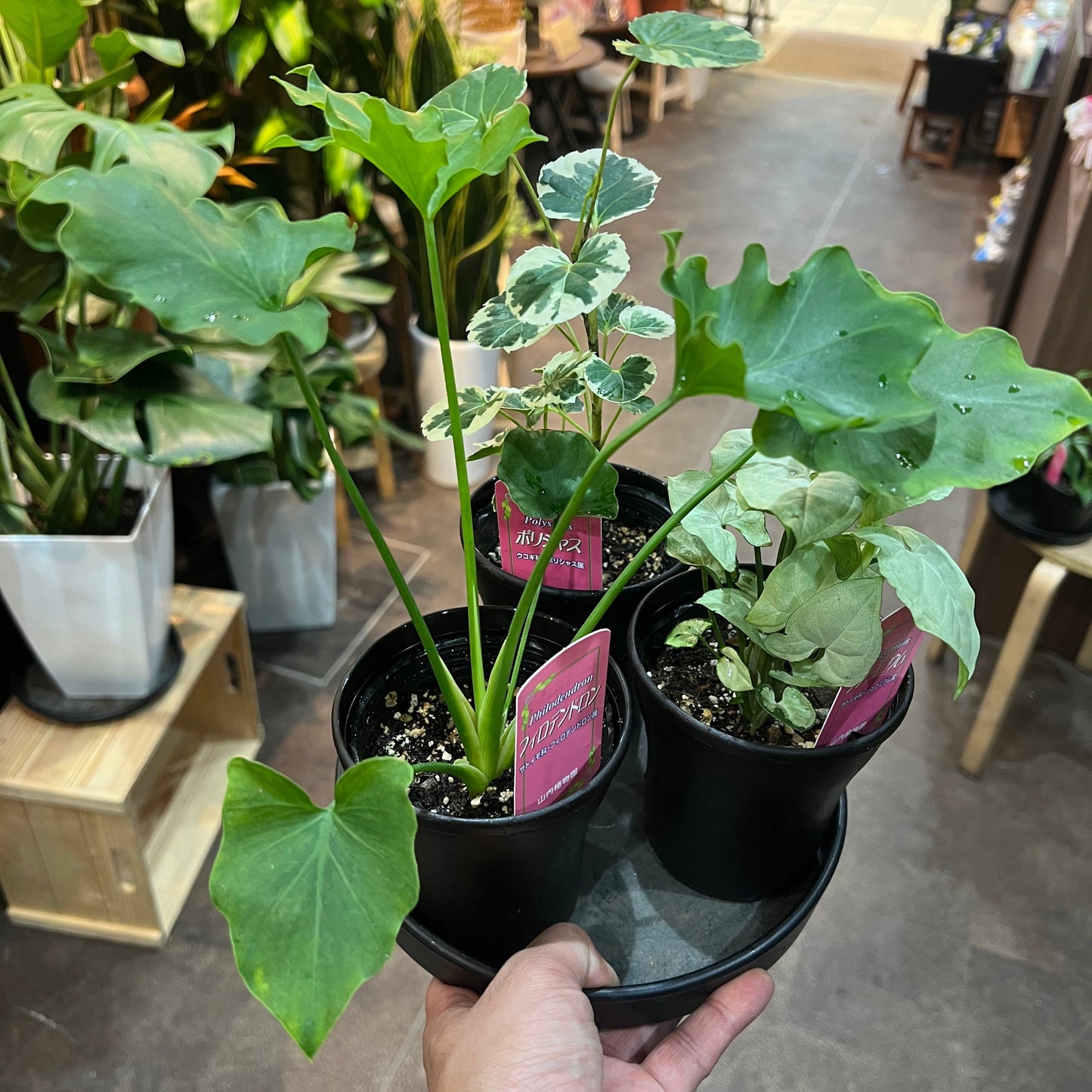 観葉植物　詰め合わせ6種　Bセット