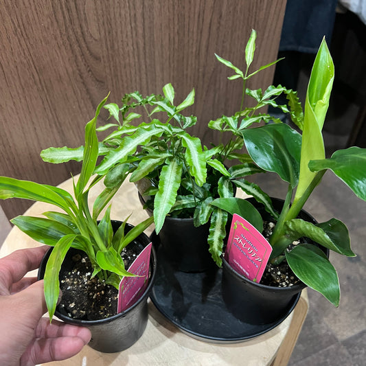 観葉植物　詰め合わせ6種　Aセット