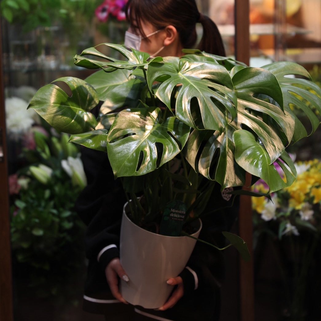 ☆新品種☆バイトラシア☆リボンシャルマン☆5号鉢☆谷田部園芸☆ 観葉植物 – Bambino