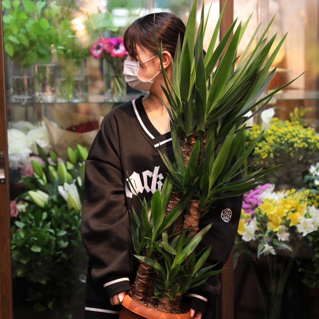☆新品種☆バイトラシア☆リボンシャルマン☆5号鉢☆谷田部園芸☆ Pickup 全ての商品 – 植物家族